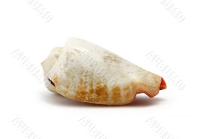 Seashell isolated on white