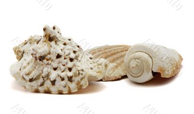 Seashells