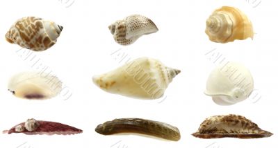 Seashells