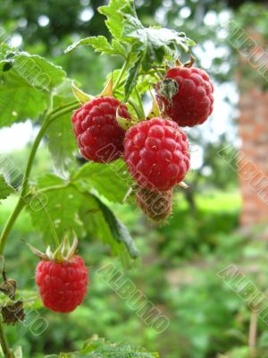 the raspberry