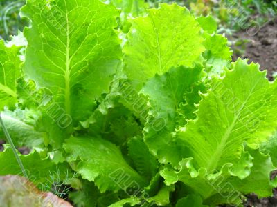salad 