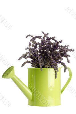 Lavender Flower