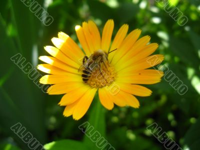the bee collecting nectar