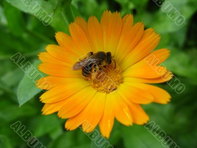  the bee on the flower of calendula