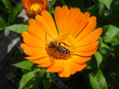 the floriculture
