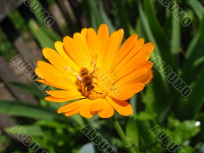 marigold