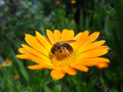 the bee collecting nectar