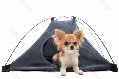 puppy chihuahua in camp tent