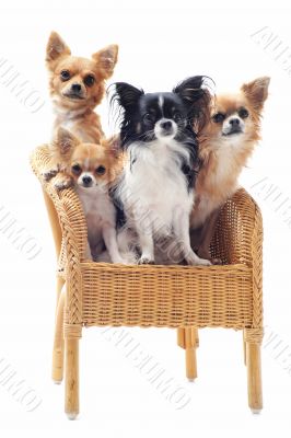 four chihuahuas on a chair