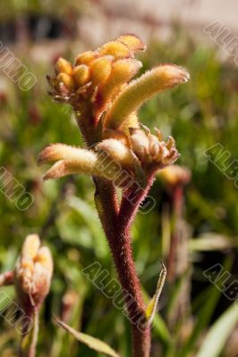 Yellow Plant