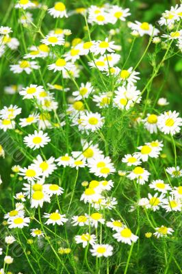 Green grass with daisy flowers