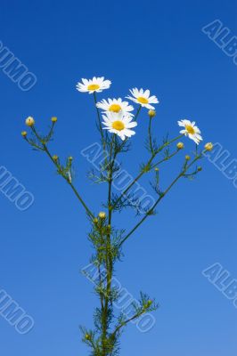 Bunch of field daisies