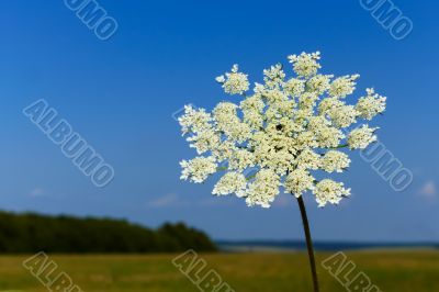 Flowering of Apiaceae plant