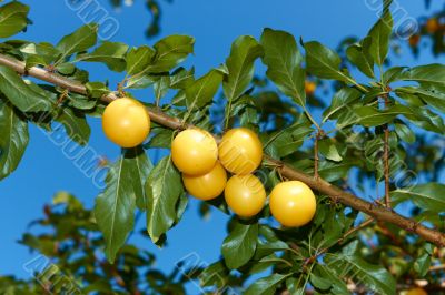 Yellow plum fruit