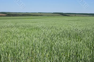 Green wheat field