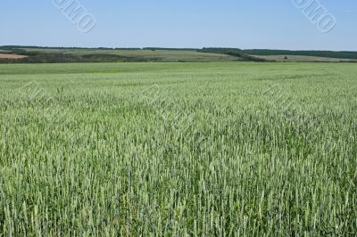 Green wheat field