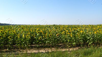 the field of sunflowers