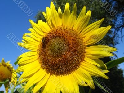 yellow sunflower