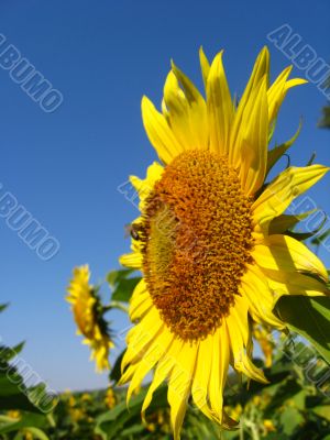 the sunflower with bee