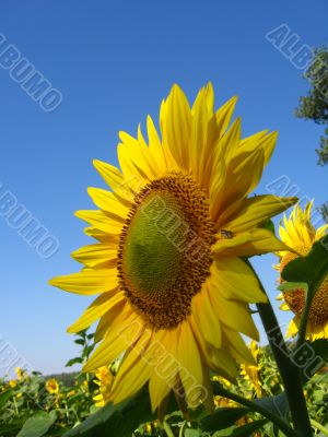 sunflower