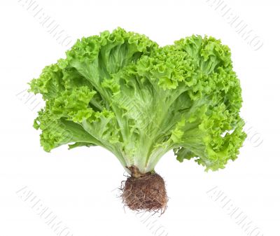 lettuce