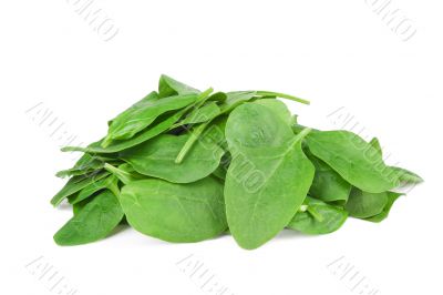 fresh spinach