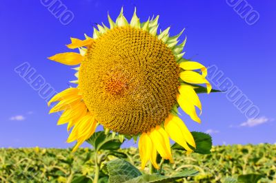 Sunflower head