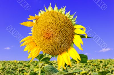 Sunflower head