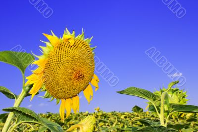 Ripening sunflower head 