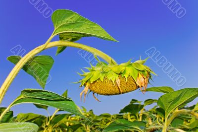 Sunflower head during ripening