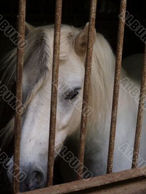 Pony behind bars