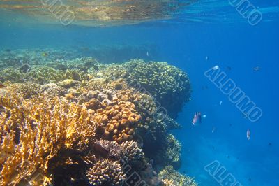 colorful coral reef