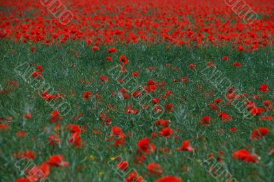 red poppies in the field