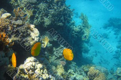 yellow fish in the coral reef