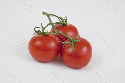 Tomato Trio