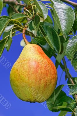 Ripe pear hanging on a branch