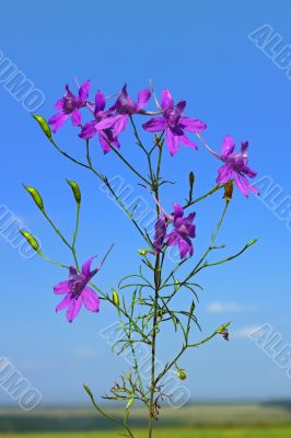 Beautiful violet flowers