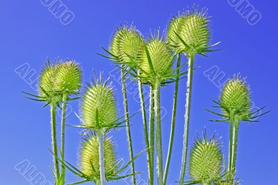 Teasel inflorescences