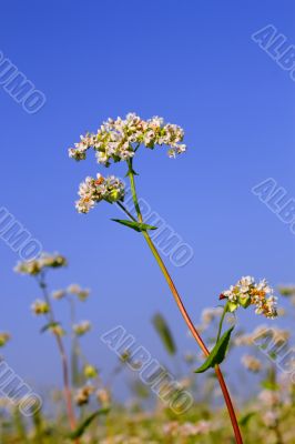 Buckwheat inflorescence