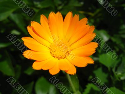 the beautiful flower of calendula