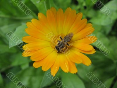 yellow marigold