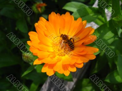 the flower of calendula