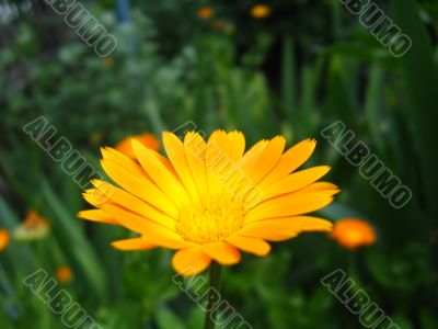 the calendula