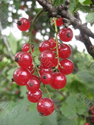 the redcurrant