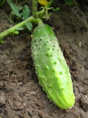 the cucumber