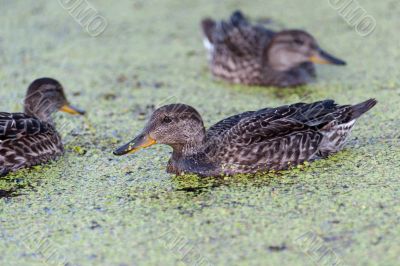 Gadwall