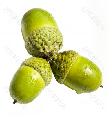 three green acorns