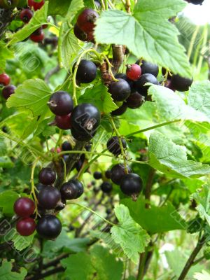 the black currant