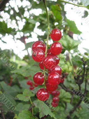 the tasty redcurrant
