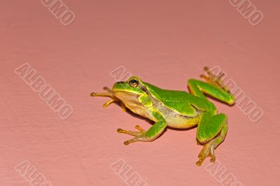 Treefrog on the vertical wall